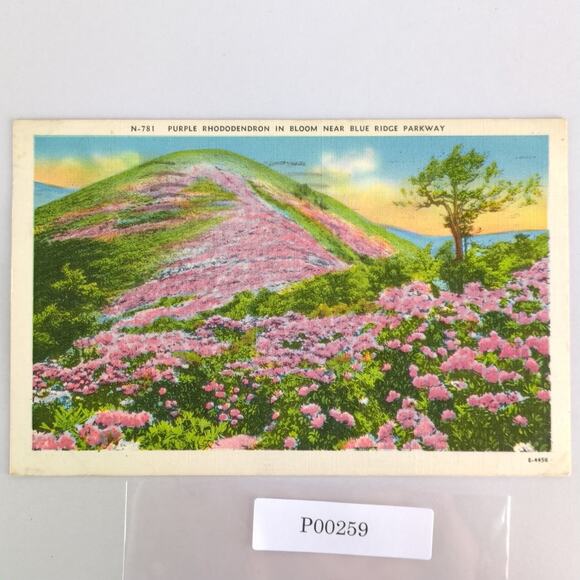 Vintage Linen Postcard 1954 Purple Rhododendron in Bloom Blue Ridge Parkway NC - Picture 1 of 2